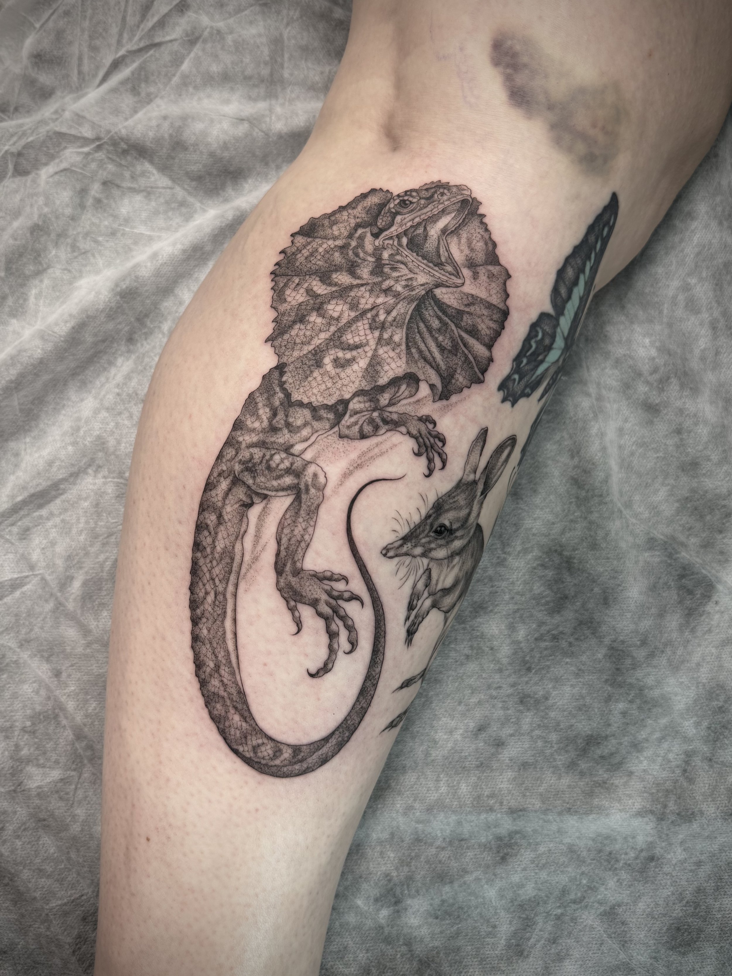 Fine line, black and grey tattoo by Eddy Lou of a frilled neck lizard. Done at FLT Tattoo Studio in Newcastle NSW