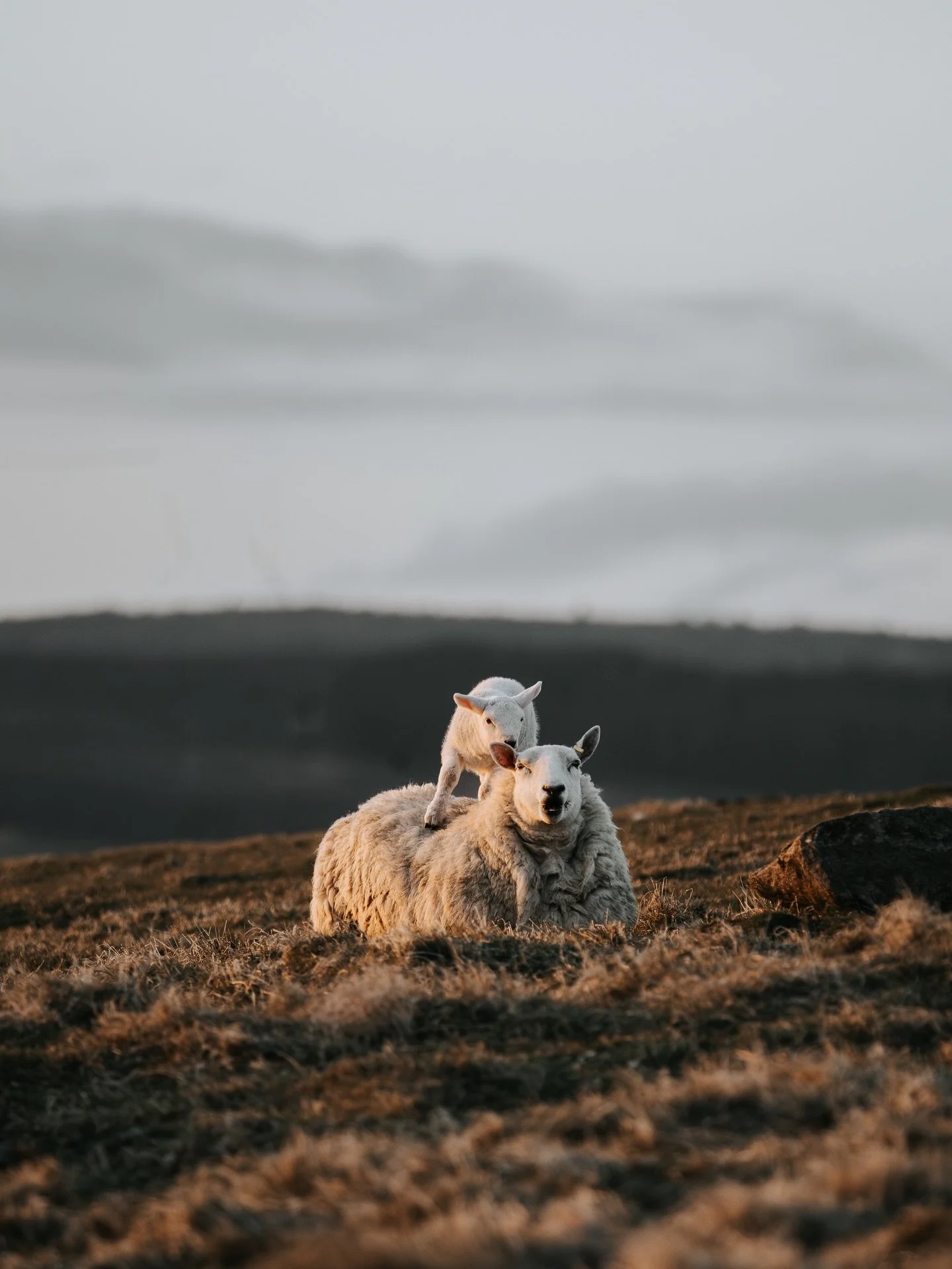 It&rsquo;s fair to say the lambs are enjoying this good weather just as much as we are just now 😎 They&rsquo;re absolutely loving playing in that golden hour light ☀️ and who can blame them! 

Lots more lambing content to follow, but disclaimer: thi