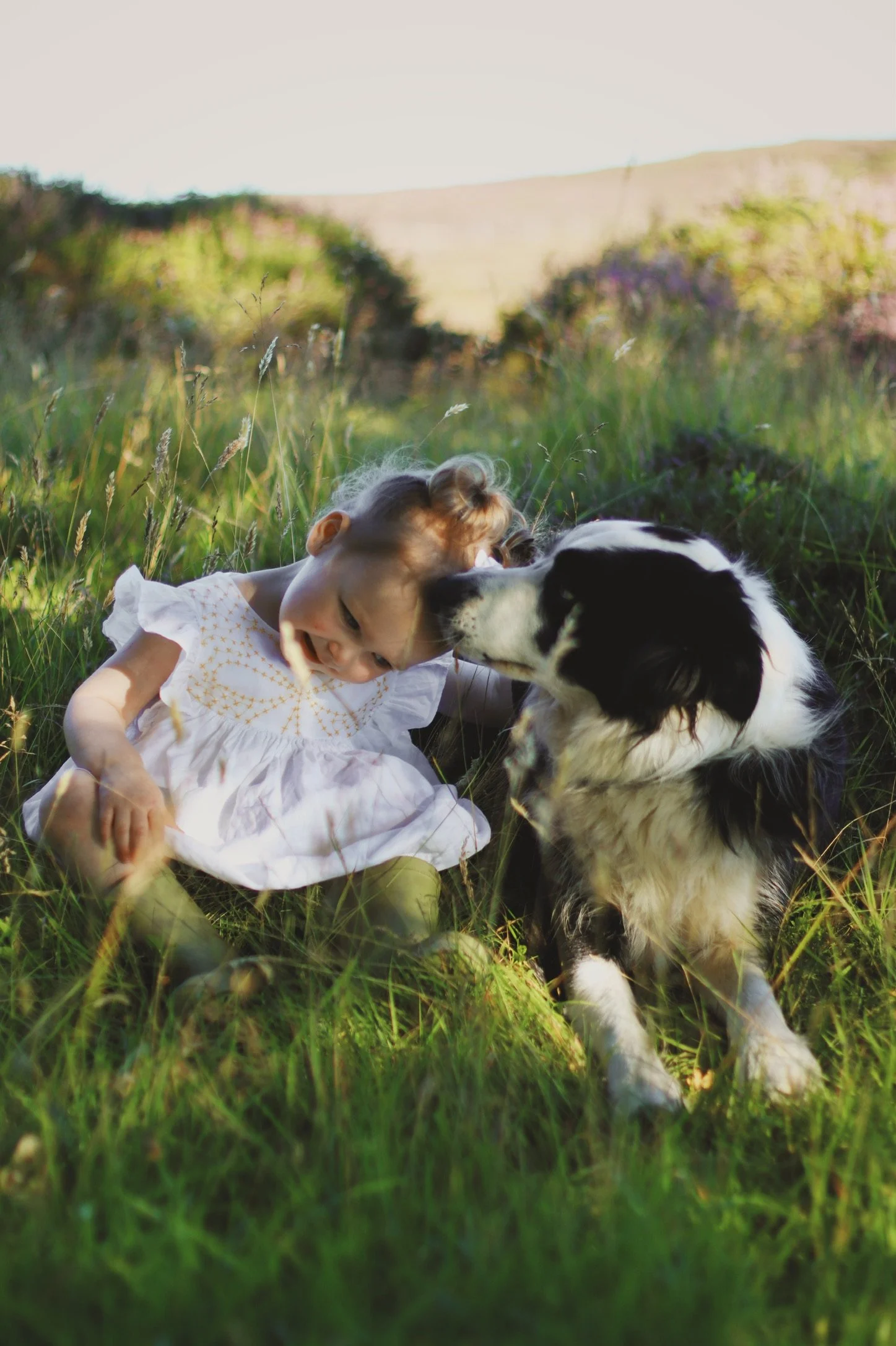 Natural family photography Scottish Highlands child sitting in grass with border collie dog in soft evening light