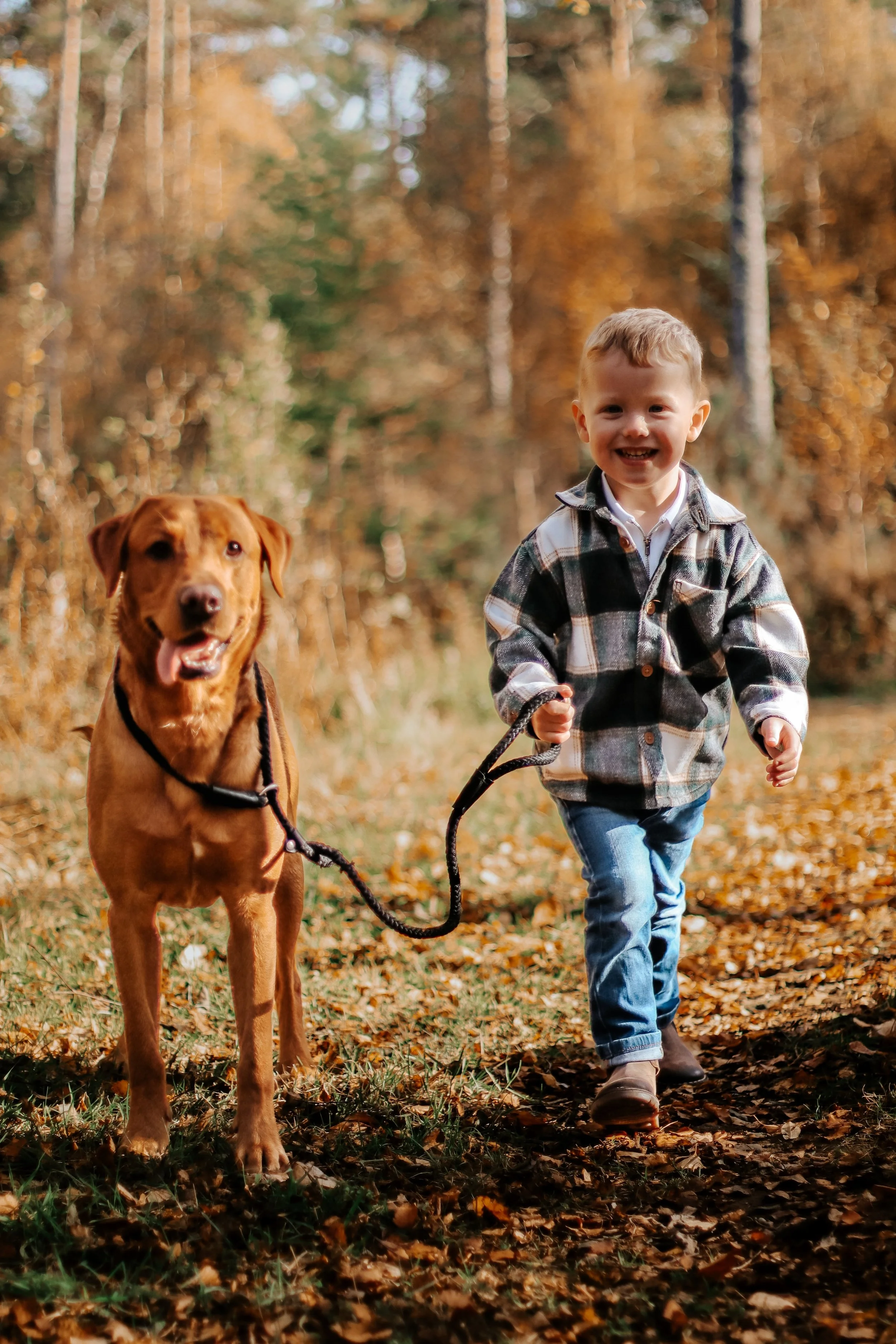 Family photography Scottish Highlands child walking dog on woodland path in autumn natural light