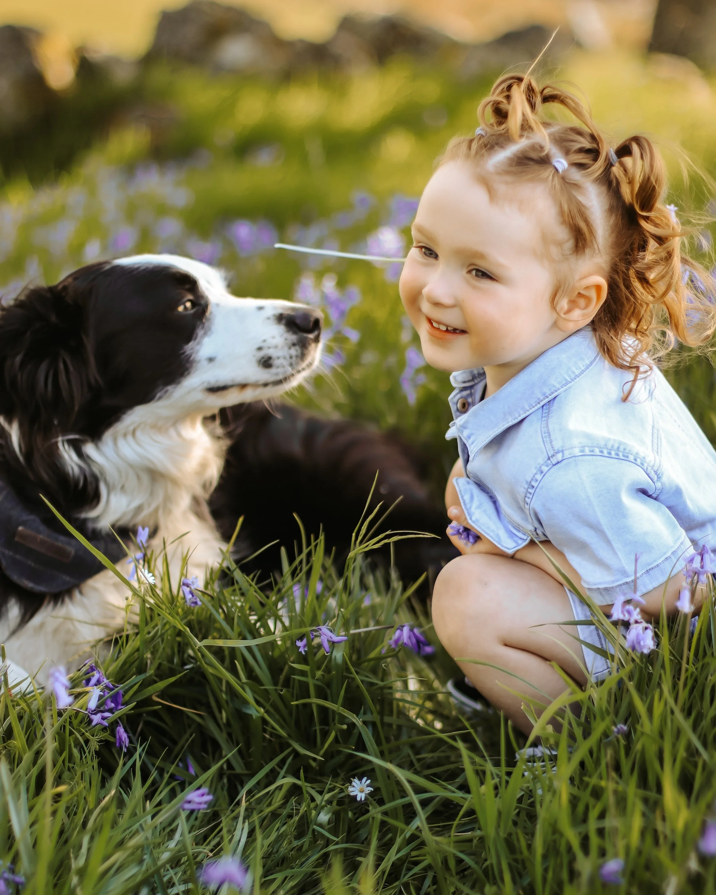 Family photography Scottish Highlands child with dog border collie sitting in grass with wildflowers in natural light