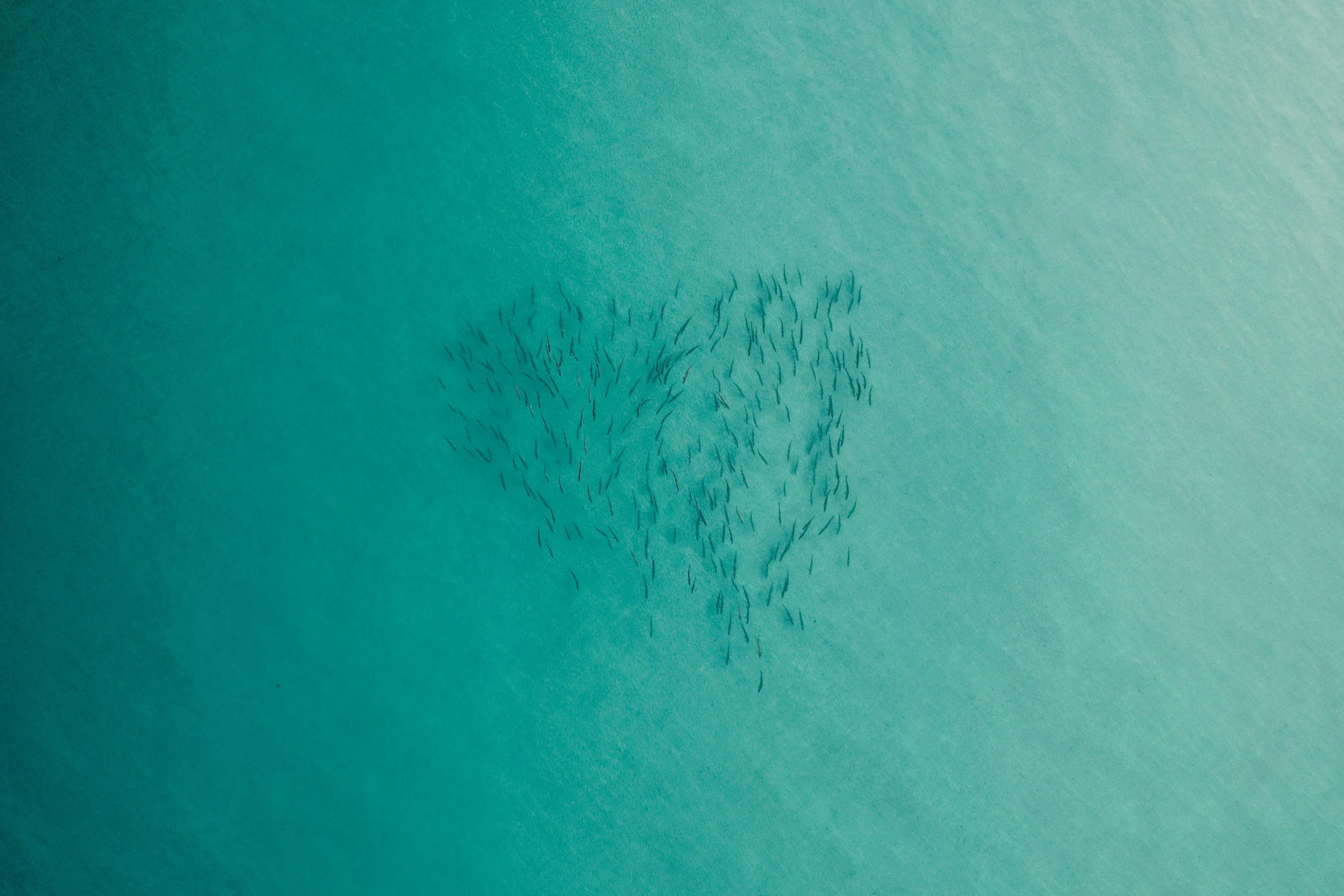 A group of small birds flying in the sky over water, forming a heart shape.