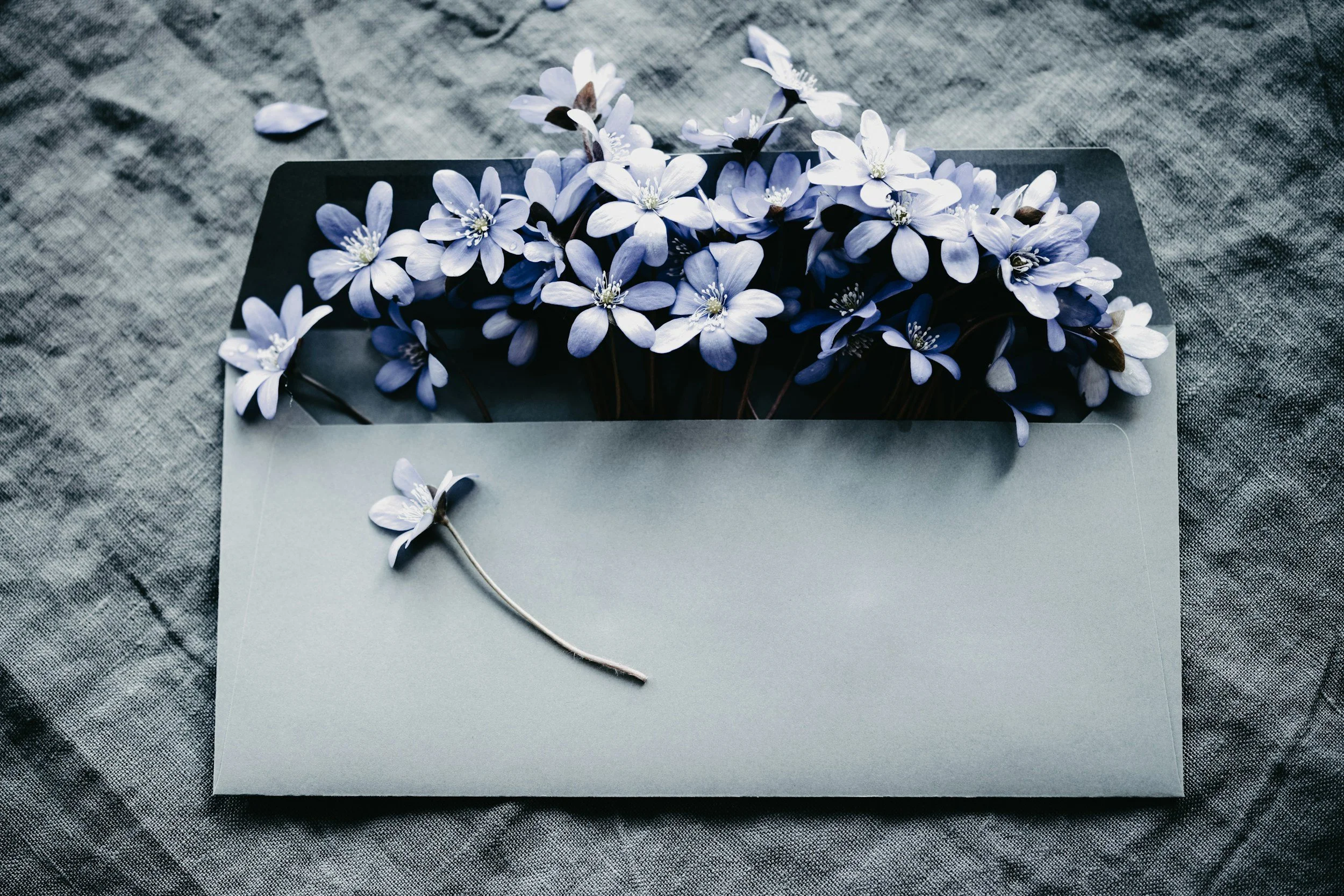 A bunch of light purple flowers with white centers and green stamens resting on top of a closed cardboard box, with some flower petals scattered nearby, on a textured gray fabric surface.