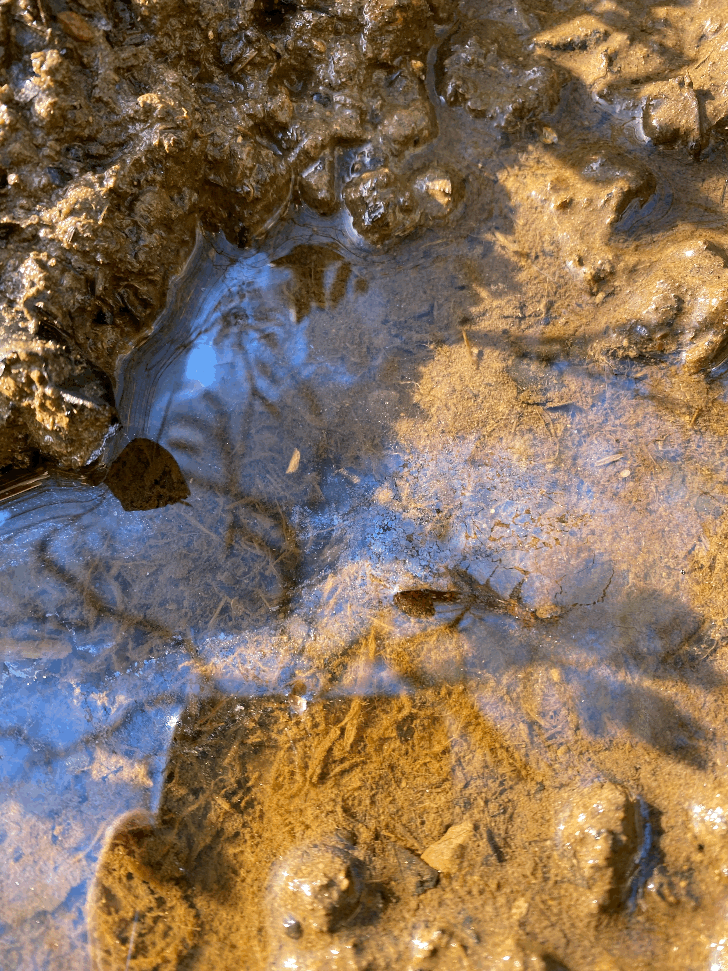 Surface film behaviour at spring emergence — 02 April