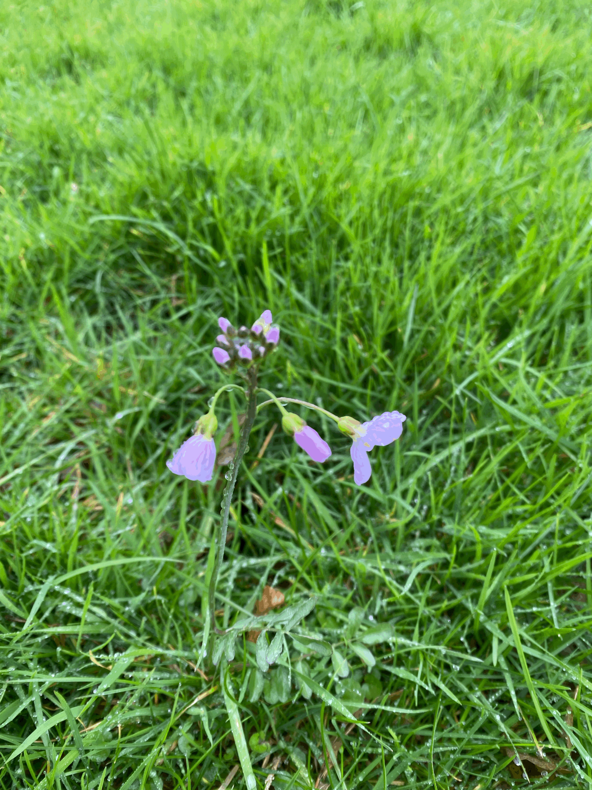 Cuckoo flower presence across the site — 03 April