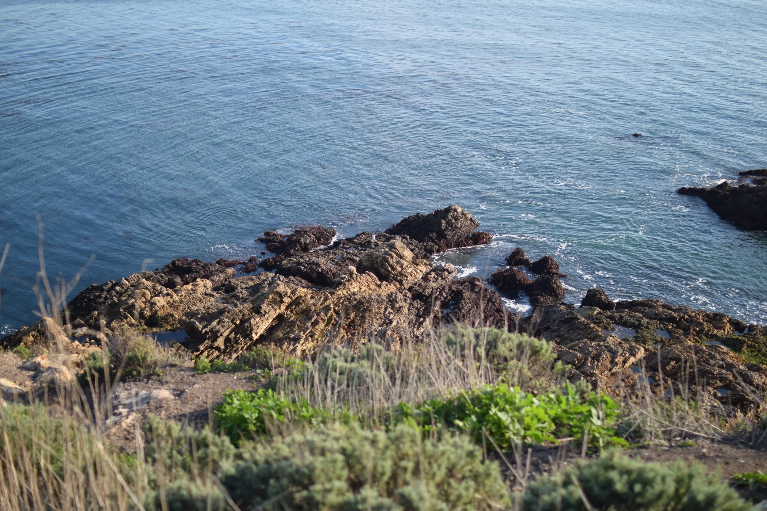 Rocky shoreline with ocean waves and some green plants in the foreground.