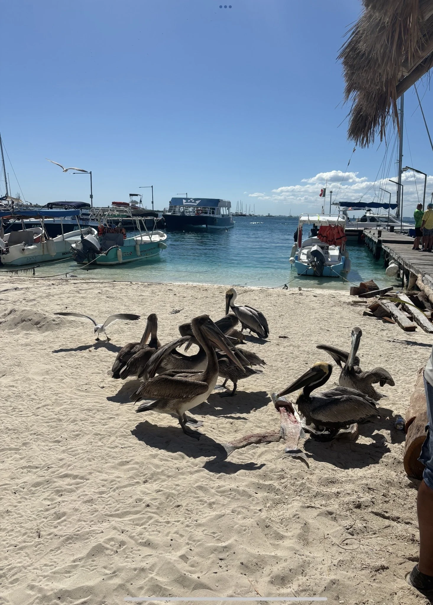 IMG_1475.jpeg