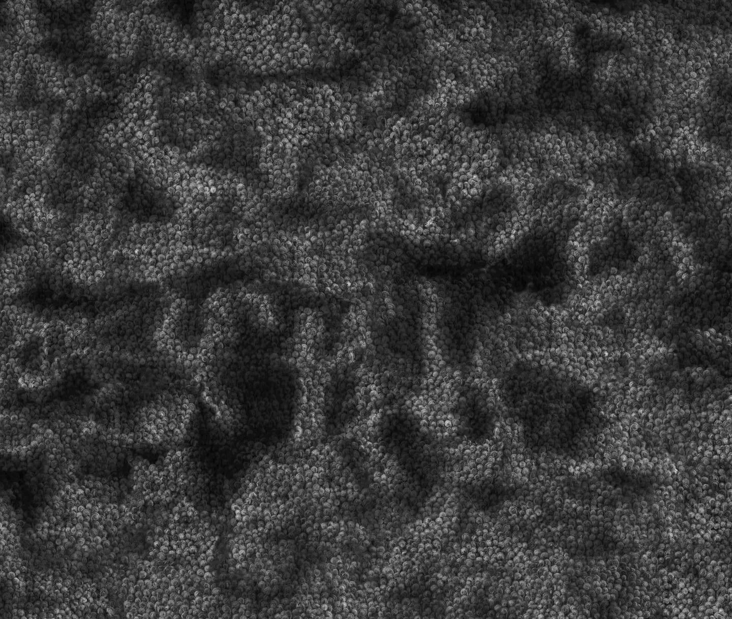 REEF (2020)
Inkjet print on platinum etching paper
108 &times; 78.6 cm / 42.5 &times; 30.9 in
Edition of 20 + artist&rsquo;s proof

In the spring of 2020, I began gathering unfurling fern fronds and scanning them using an office scanner. At first, I 