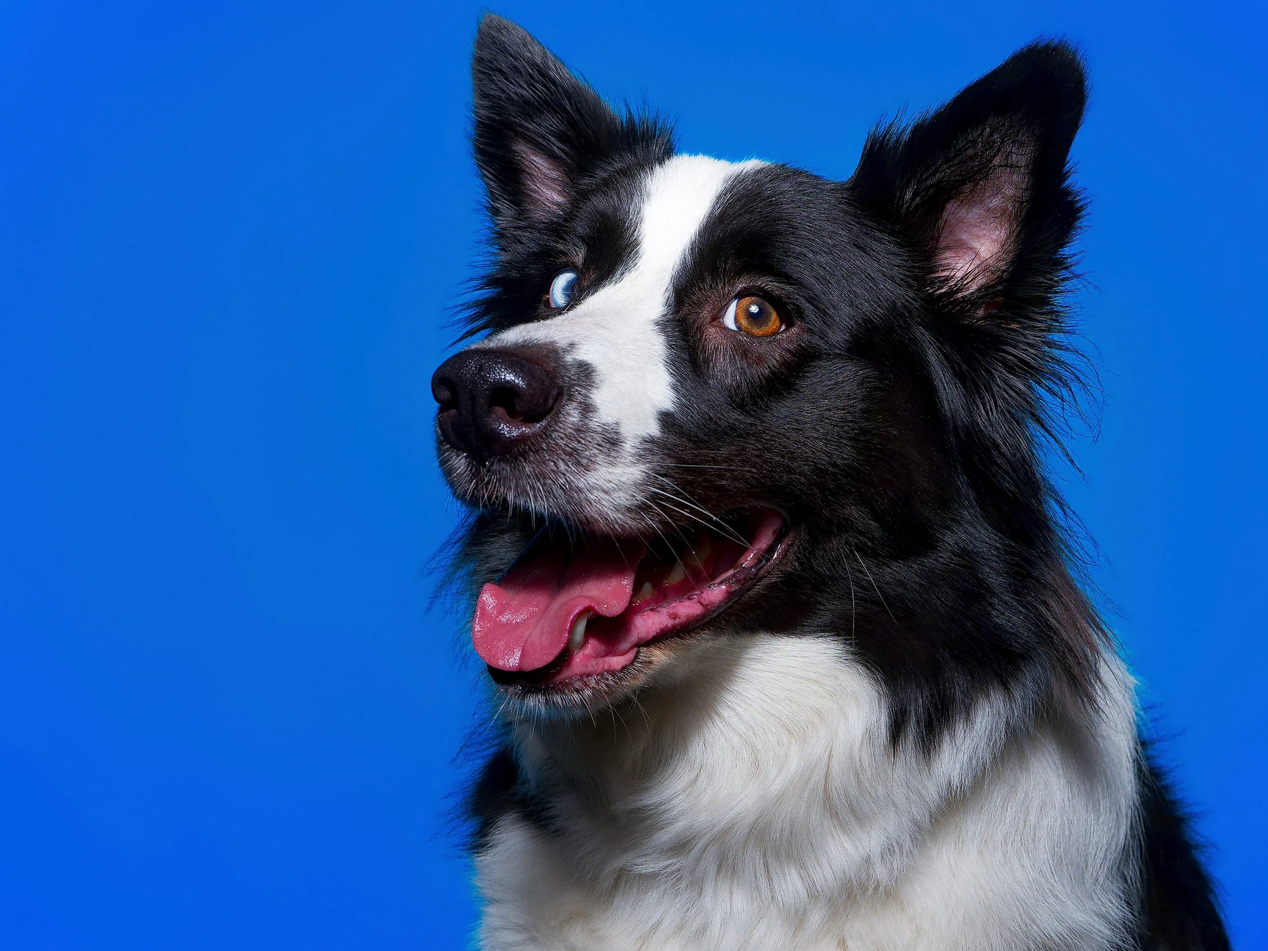 7IV09062_DxO_DxODOGS.jpg