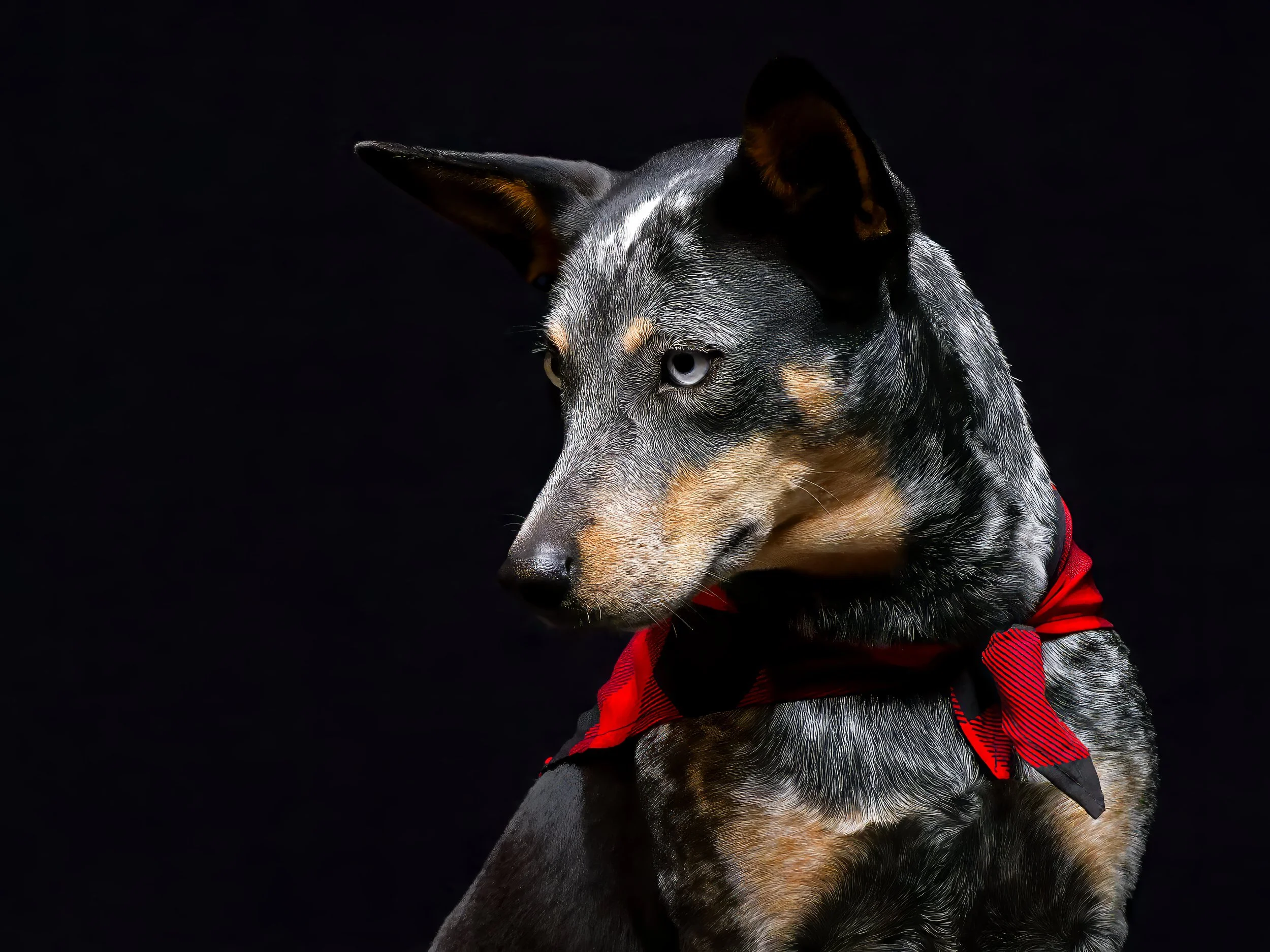 PRIETA&ZULI-31_DxO-topaz-sharpen-denoise-sharpen-topaz-upscale-1.5x-lightingdogs.jpg