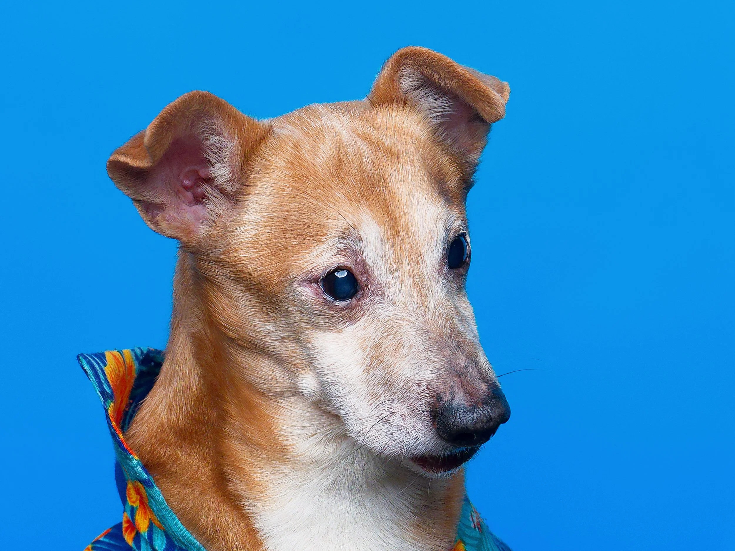 7IV09243_DxODOGS.jpg