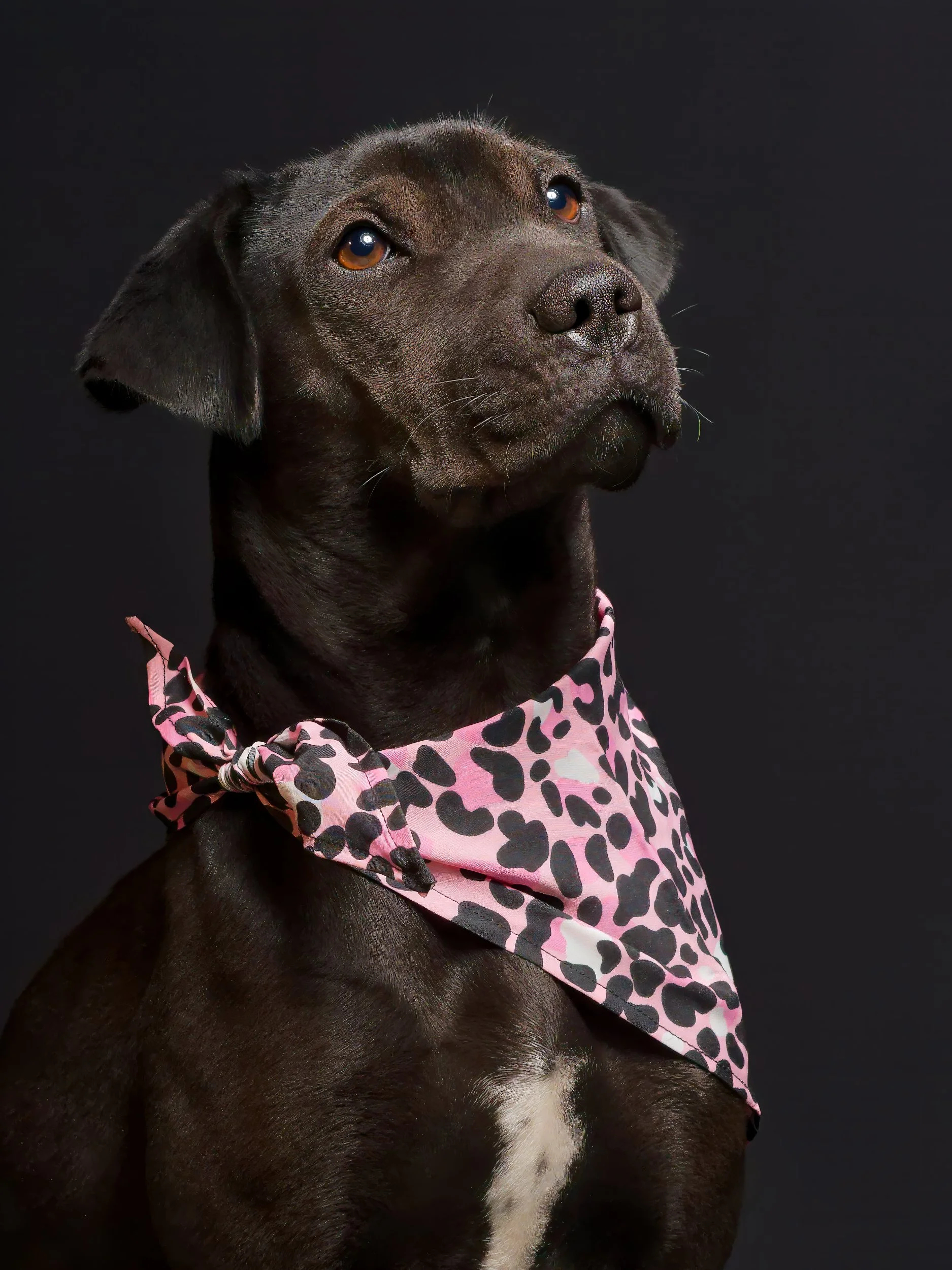 PRIETA&ZULI-05_DxO-topaz-upscale-1.6x-denoise-sharpendogs.jpg
