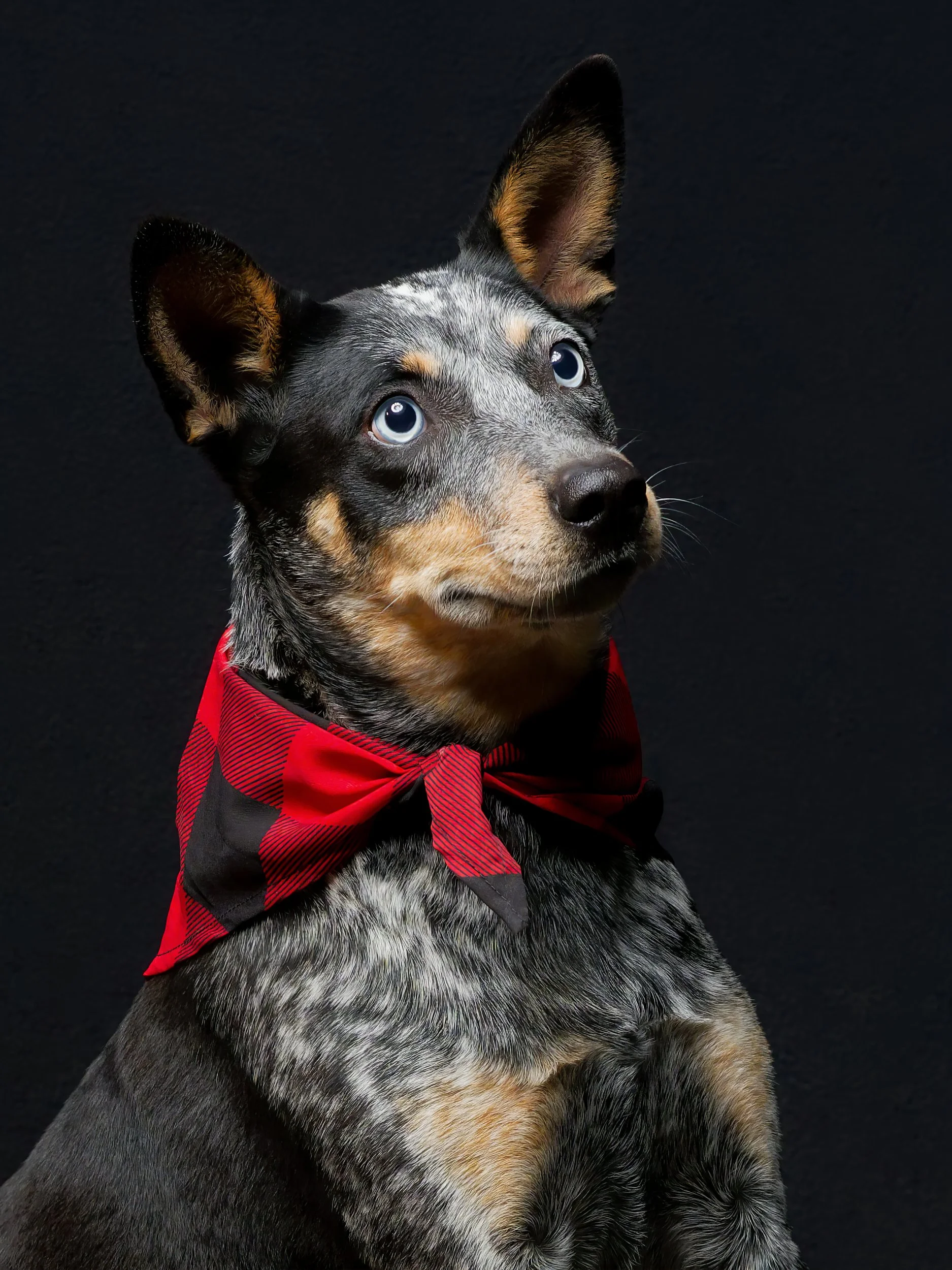 PRIETA&ZULI-24_M_DxO-topaz-upscale-1.6xdogs.jpg
