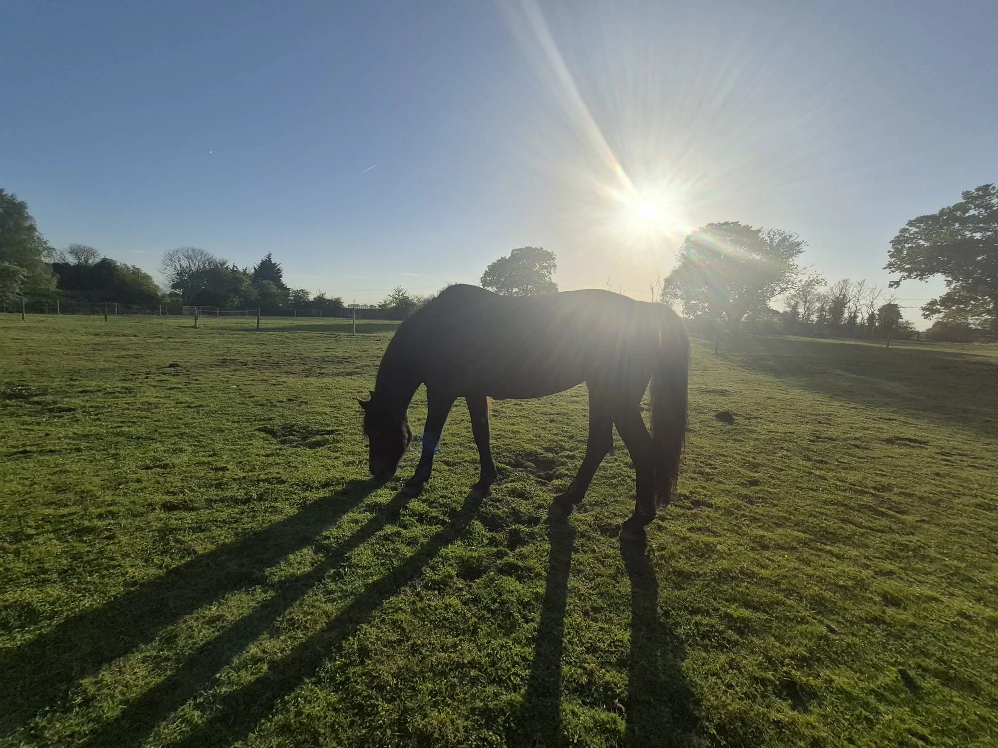 A black horse grazing in a grassy field with trees in the background, during a sunny day with the sun shining brightly and creating lens flare.