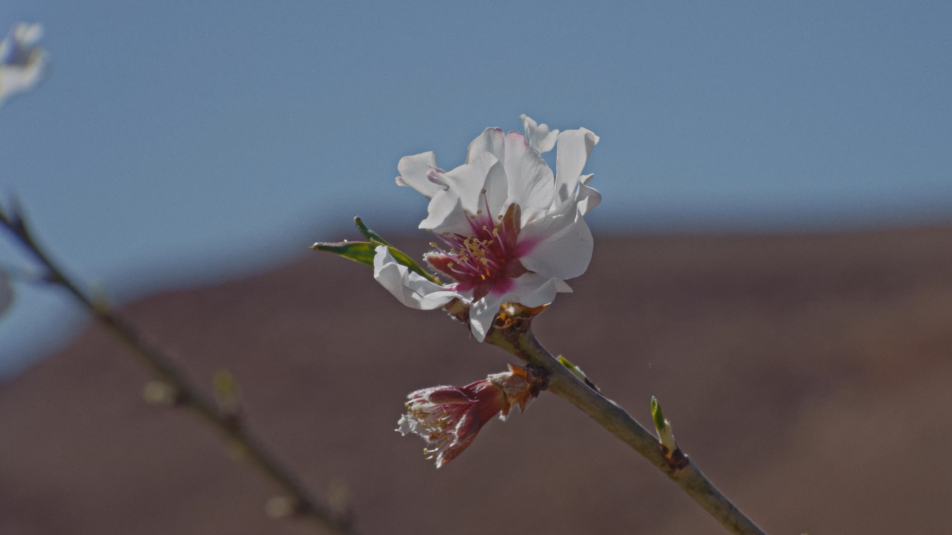 Still 2026-03-15 001518_1.1.35.png