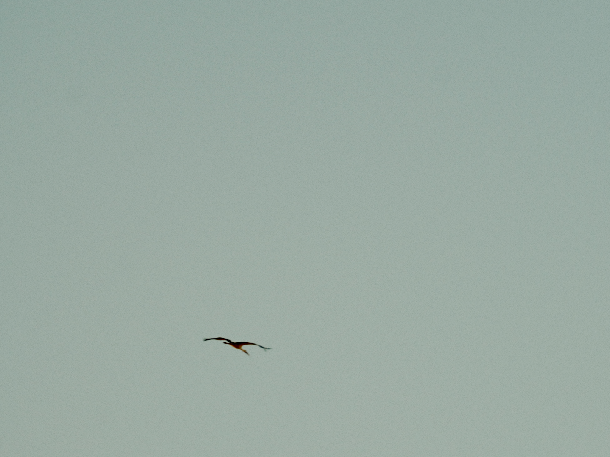 Still 2026-03-15 013343_3.1.6.png