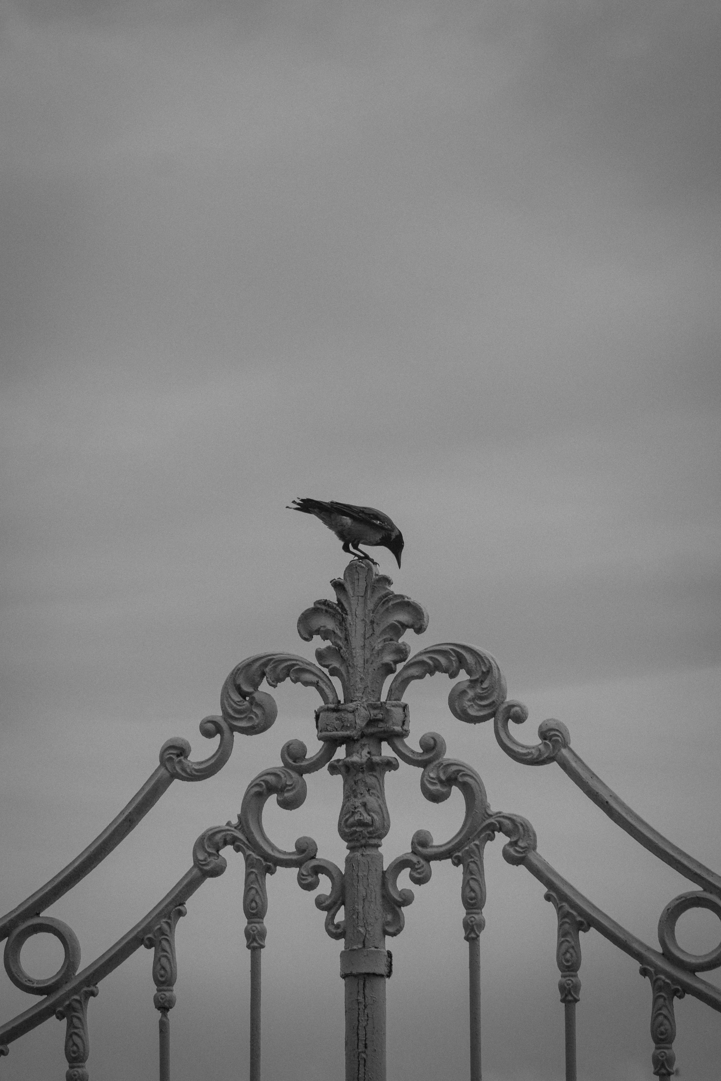 A black and white photo of a bird perched on an ornate metal structure.