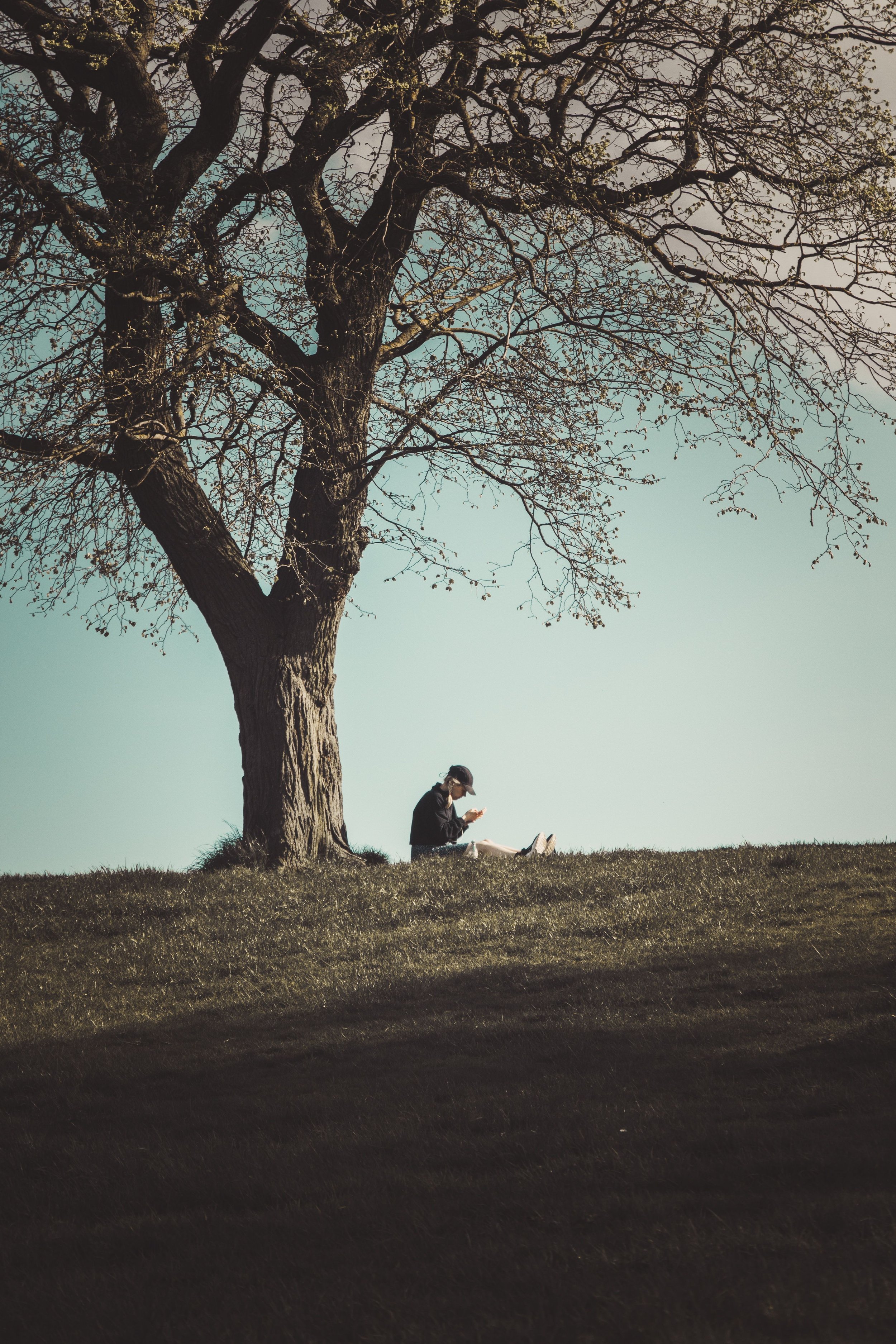 Person sitting under a large leafless tree, reading a book on a grassy hill during daytime.