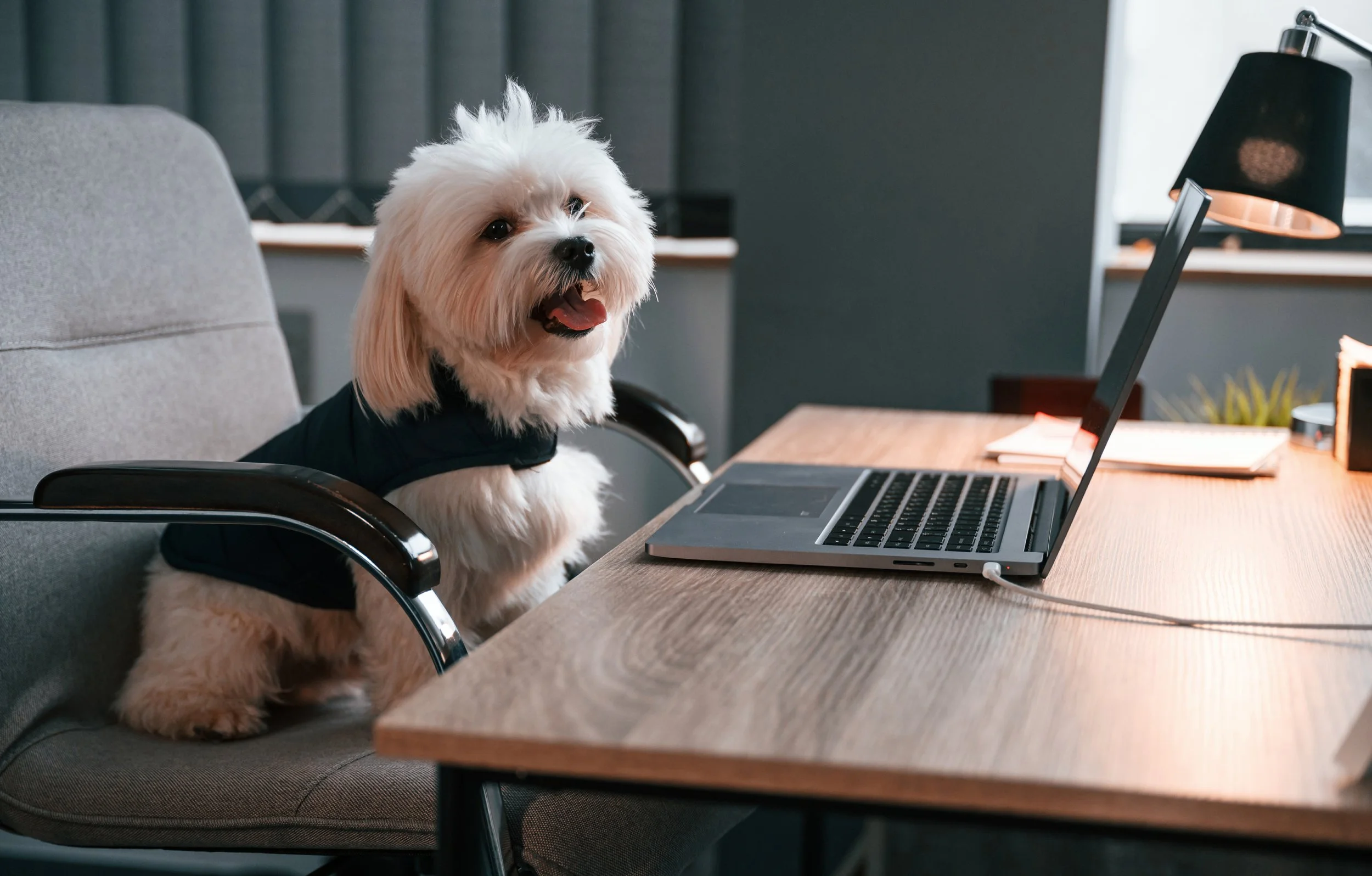 maltese-dog-is-sitting-by-the-table-with-laptop-in-2026-03-24-04-56-53-utc.jpg
