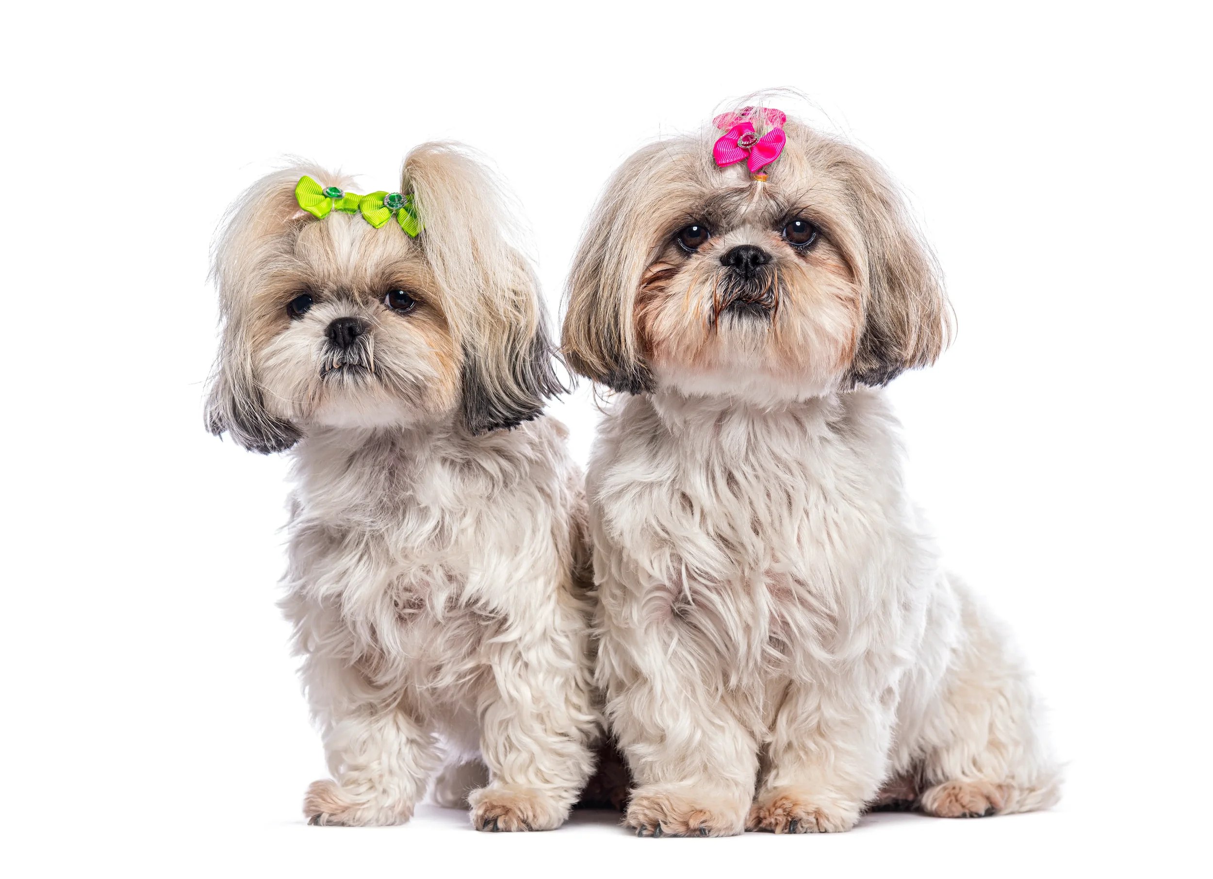 dogs