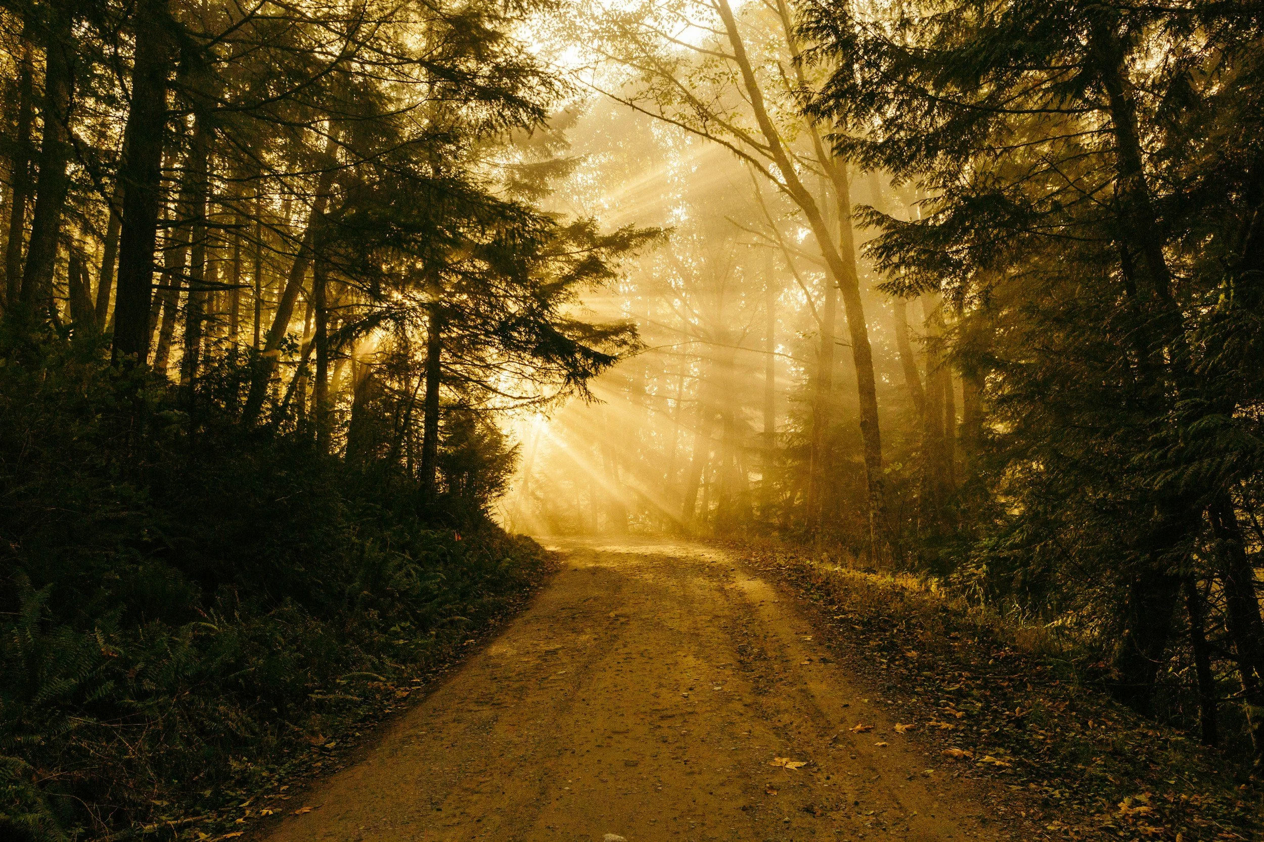 The Human Being, Truth, and the Slow Art of Walking Away