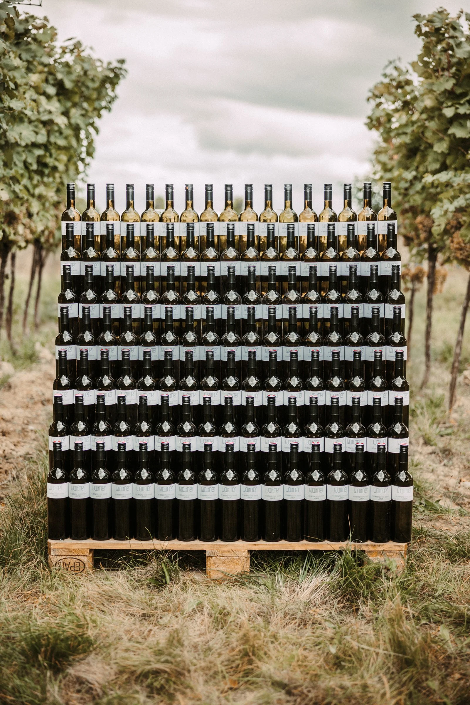 Zahlreiche Weinflaschen vom Weingut Waltner sind auf einem hohen Regal in einem Weingarten am Wagram aufgestellt, umgeben von Weinstöcken. Der Himmel ist bewölkt.
