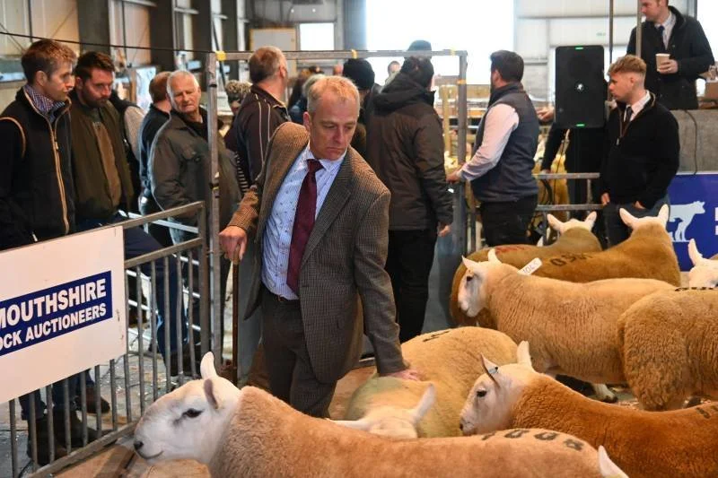 Man examining sheep at livestock auction inside a large building with several onlookers and a sign reading 'Southshire Stock Auctioneers'.