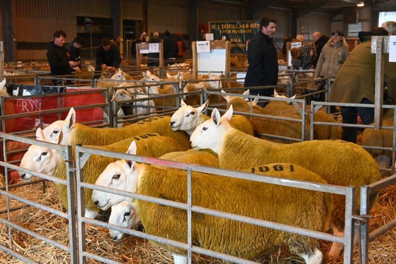 Farm animal exhibit with sheep and goats in pens at an indoor event, with people walking around and observing.
