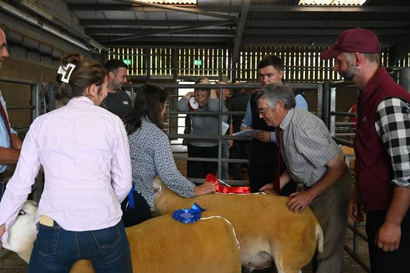 A group of people gathered around a cow inside a barn, with some holding ribbons, likely at a livestock show or competition.