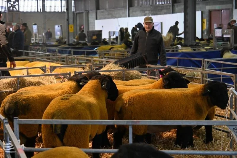 Man attending to sheep at an indoor livestock exhibition or auction.
