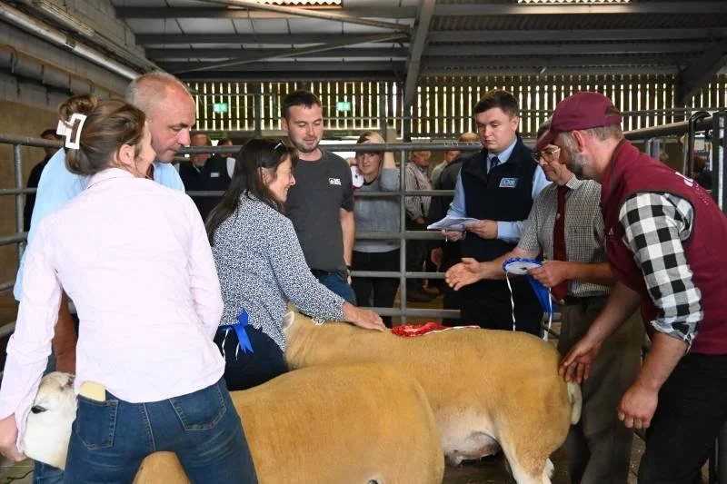 Group of people inspecting a cow in a barn-like setting.