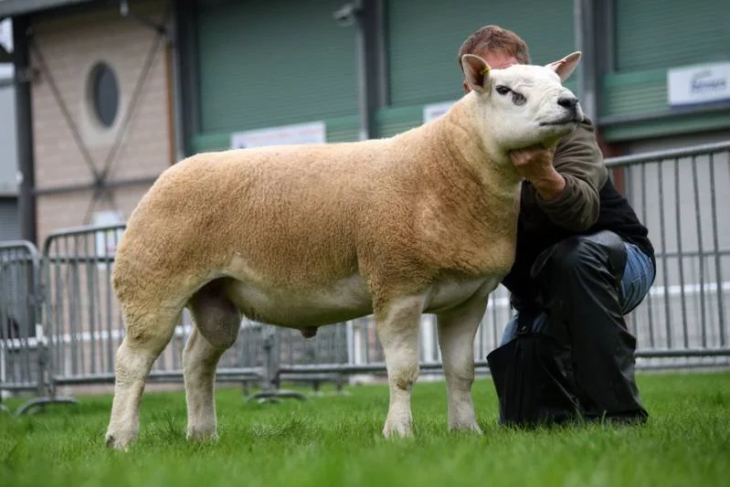 A person kneeling behind a livestock show sheep with a digitally added lion's face in an indoor exhibition space with green doors and metal barriers.