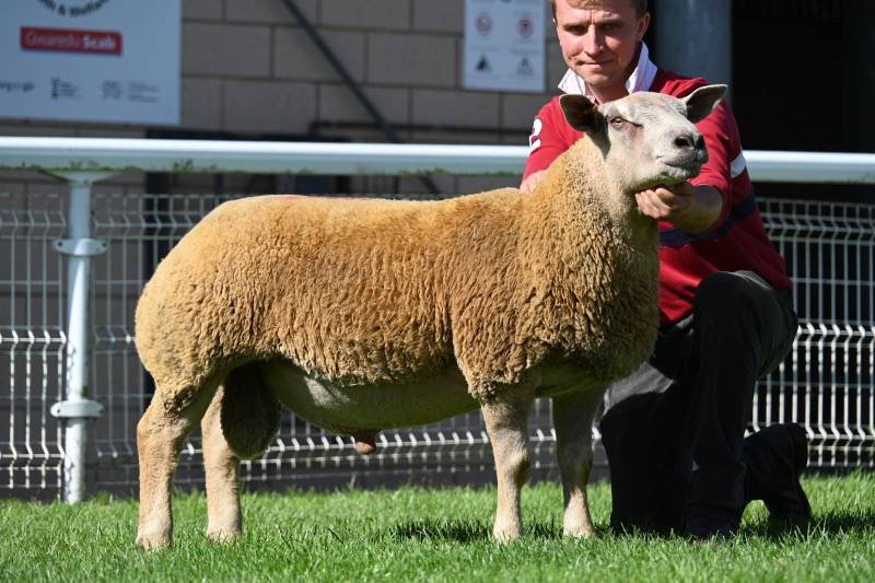 A person kneeling beside a sheep with a very large, woolly body and a unique face. The person is holding the sheep's head, and they are in a fenced outdoor area.