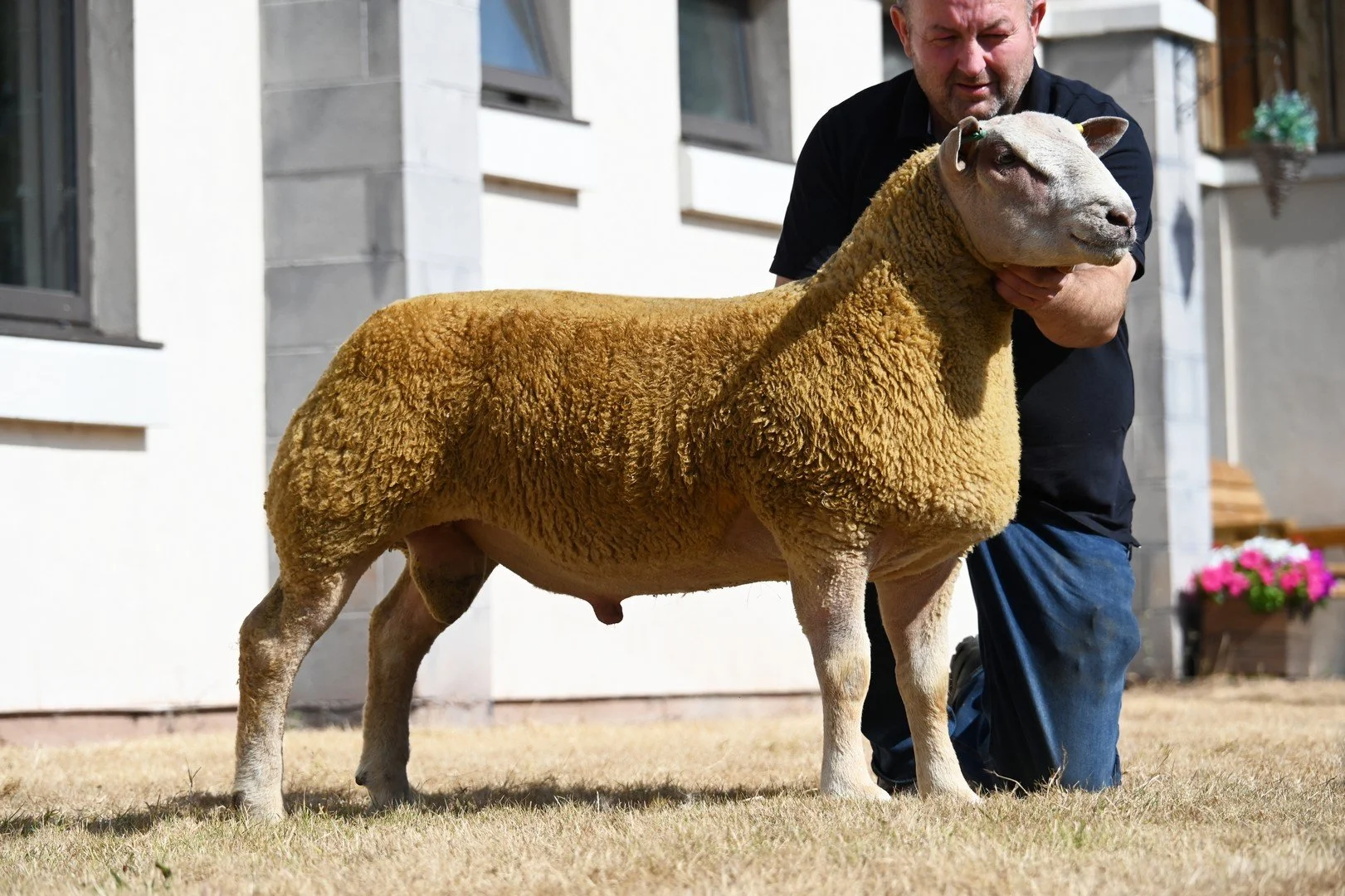 Lot 105 Res Champion Charollais from Paul Curran (Wernfawr)..JPG