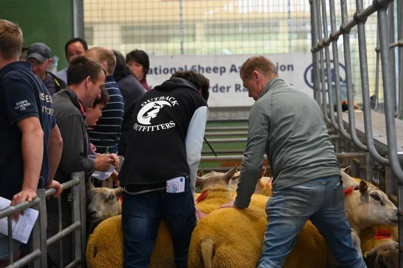 People at a sheep auction, examining sheep inside a fenced enclosure, with a banner for the National Sheep Association in the background.