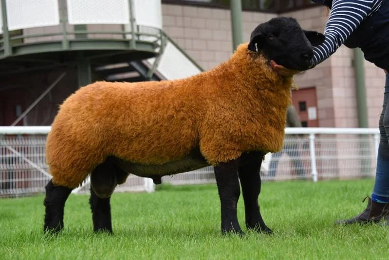 A sheep with a black face and legs, and a brown woolly body being held by a person in a striped shirt, standing on green grass with a building in the background.