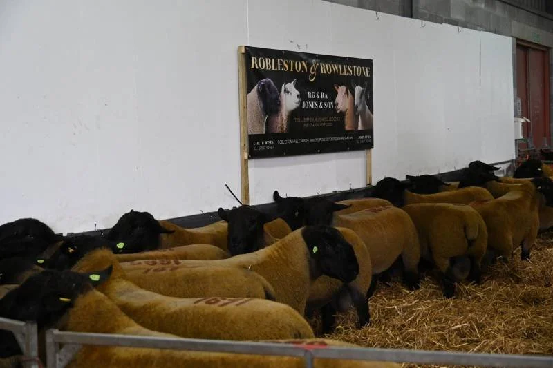 A line of sheep standing in a pen at an indoor livestock exhibition, with a sign above promoting a breeding farm for sheep.