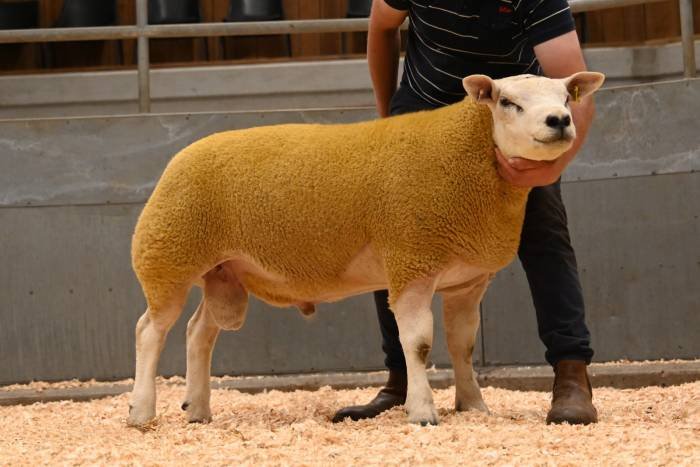 lot-2014-peacehay-hot-stuff-1200gns-from-fh-chave-and-son-wellington-1754559138.jpg