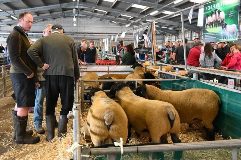 People at an indoor livestock exhibition viewing sheep and other farm animals in pens.