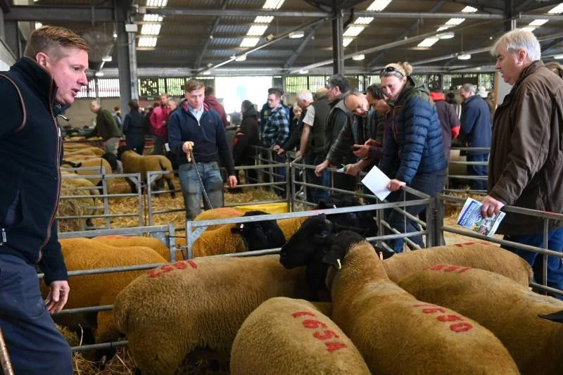 People at a livestock auction inspecting sheep inside a large barn.