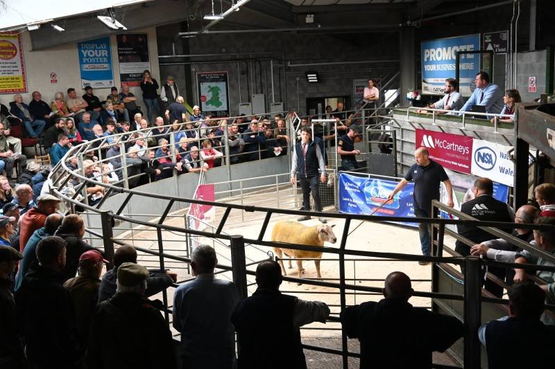 A livestock auction or sale inside an indoor arena with a cow in the center, surrounded by spectators, auctioneers, and staff.