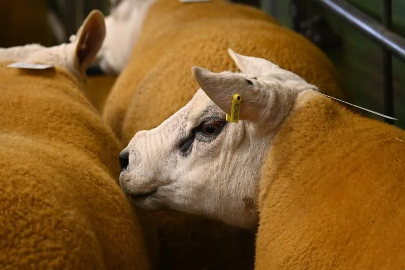 A close-up of a sheep's face between two brown cows, with the sheep's head turned sideways and a yellow ear tag.
