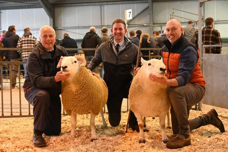 Three men kneeling with two sheep at an indoor livestock show, with others in the background.