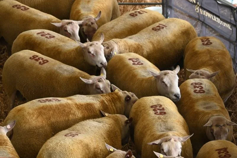 Several sheep with numbered markings on their backs inside a barn or enclosure.