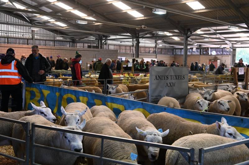 People attending a sheep exhibition indoors, viewing various sheep breeds behind a barrier.