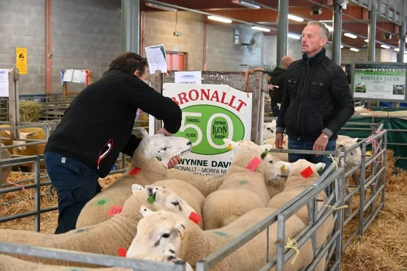 Two people at a livestock auction, one inspecting sheep inside a pen, with other sheep and a man standing nearby, in an indoor farm or market setting.