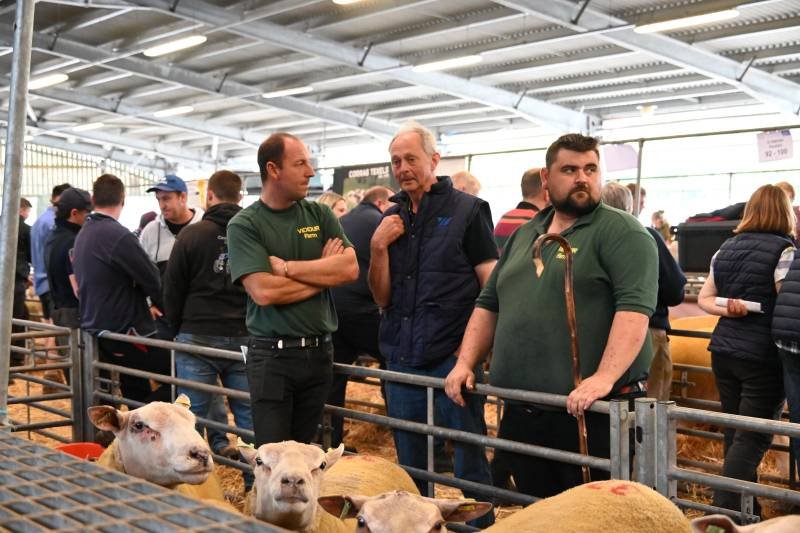 People at an indoor livestock auction, with cows in the foreground and a crowd of buyers in the background.