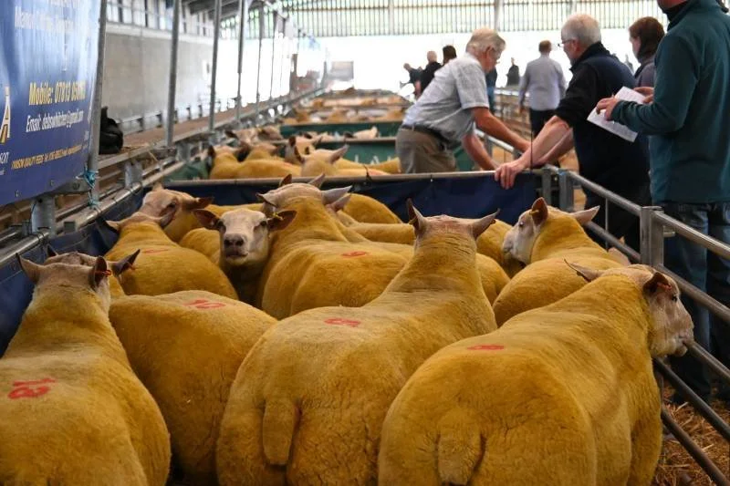 Golden-yellow sheep in a line at a livestock auction, with people inspecting them in the background.