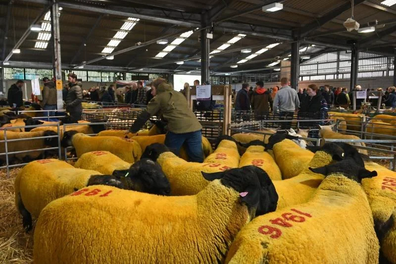 A livestock auction or market with yellow sheep and buyers in an indoor facility.