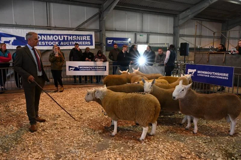 Auctioneer holding a sheep at a livestock auction with several sheep and people in the background at Monmouthshire Livestock Auctioneers.